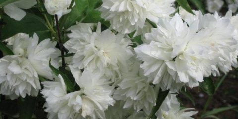 Lažna narandža (jasmin) lemoine girandole (girandole, girandole): sadnja i njega